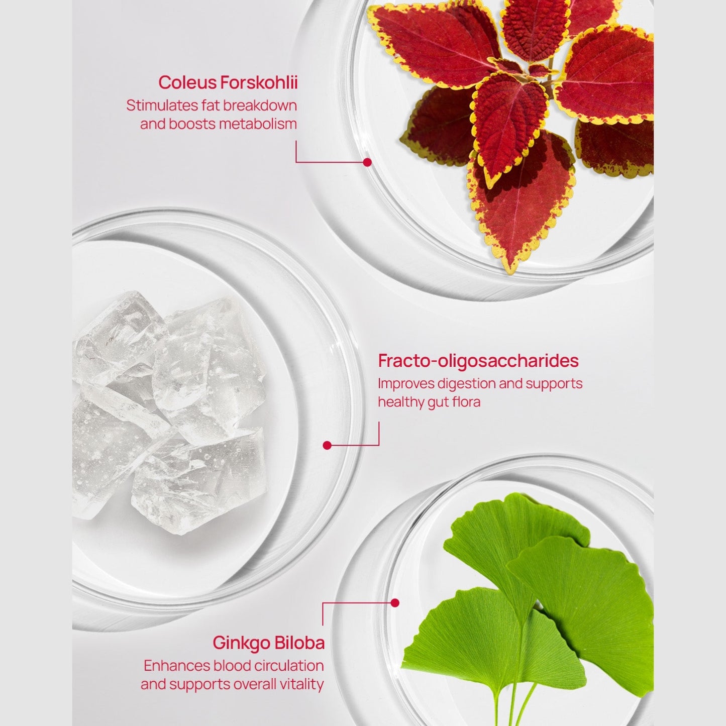 FOODOLOGY Coleology Drink Mix