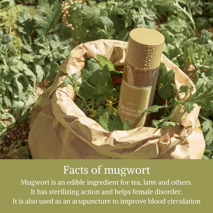 I'm from Mugwort Essence Mini