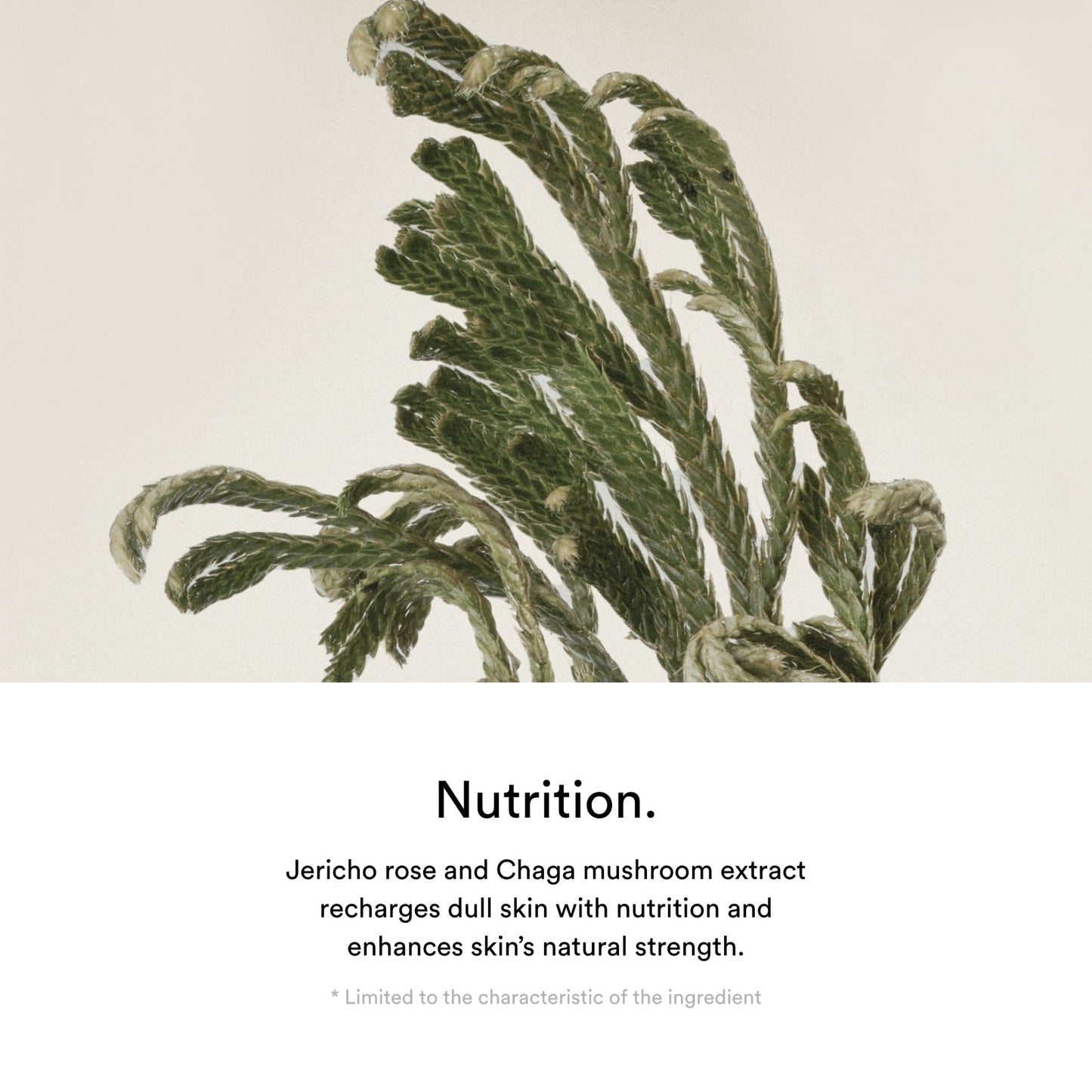 Abib Jericho Rose Crème Nutrition Tube